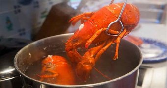 FAQ: How to cook lobster boil?